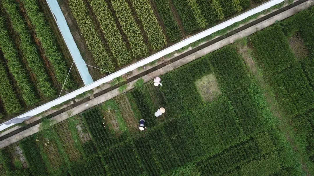 2022年中央一号文件发布1.jpg